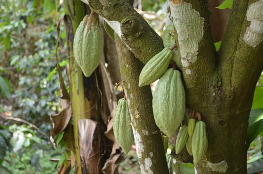cocoa Wayanad homestay Pranavam Kerala India (53)