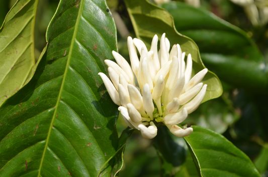 coffee plantation Wayanad homestay Pranavam Kerala India (47)