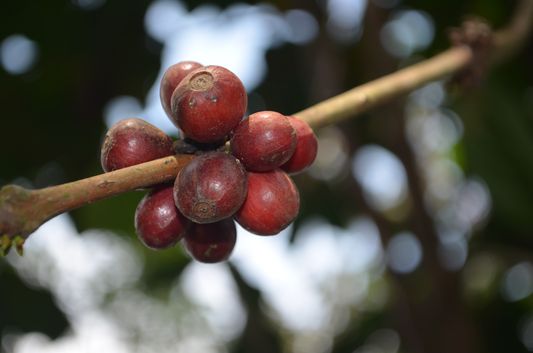 coffee plantation Wayanad homestay Pranavam Kerala India (48)