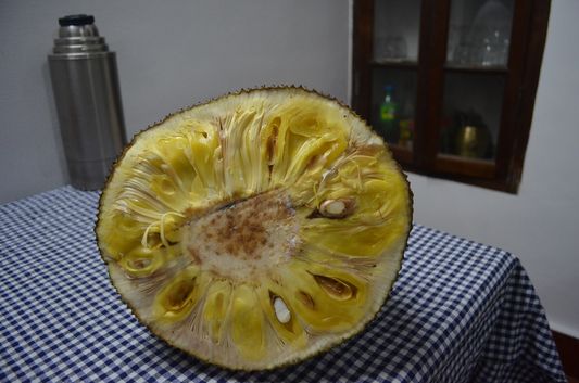 jack fruit Wayanad homestay Pranavam Kerala India (15)