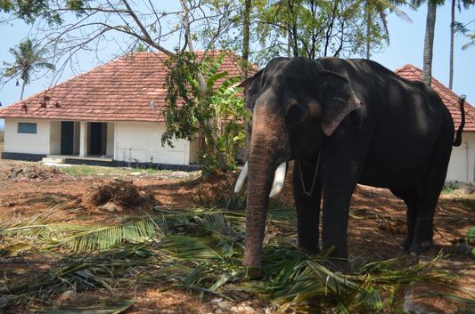 elephant Varkala Kerala India (2)