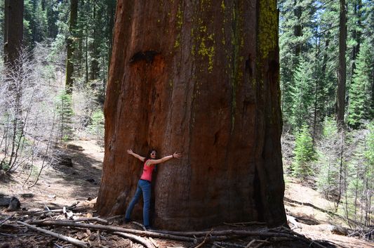 giant sequoias in Yosemite National Park
