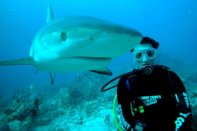 diving with sharks in the Bahamas