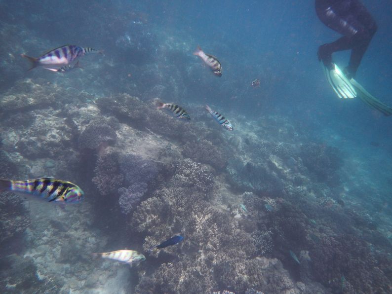 diving resort OK Divers Bali (39)