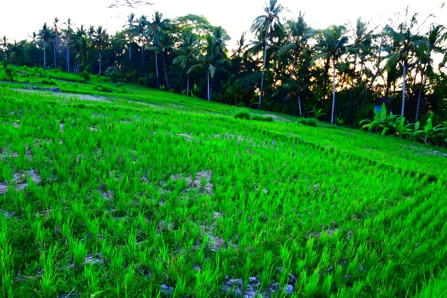 Ayurveda and Yoga One World retreat Bali (58)