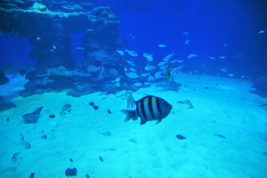 holidays-in-eilat-israel-scuba-diving-eilat-6