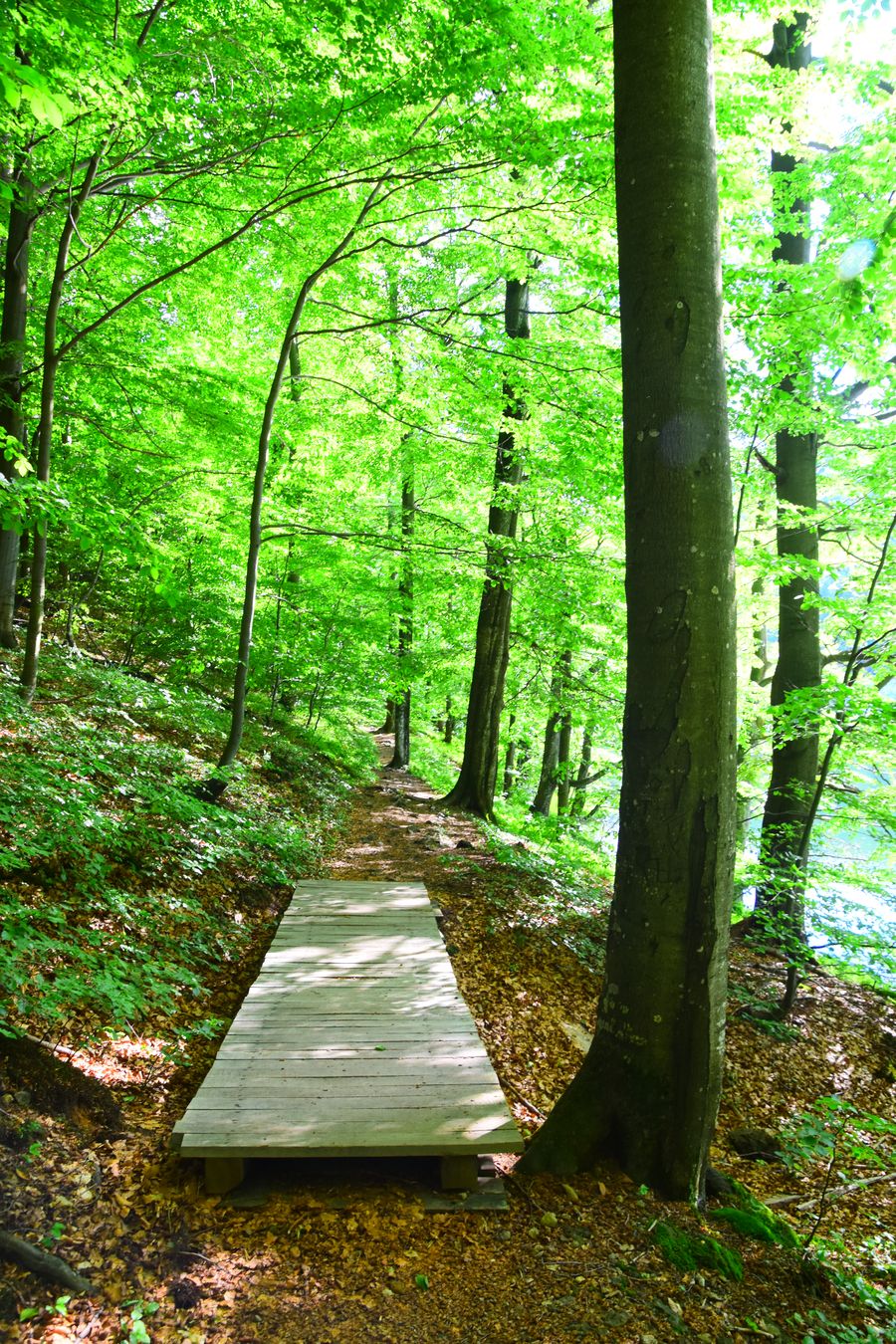 Photos Of Primeval Beech Forests UNESCO Slovakia Crazy Sexy Fun 