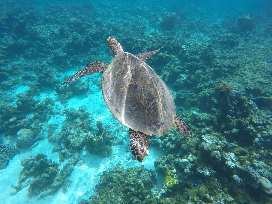 Gaafaru snorkeling with turtles