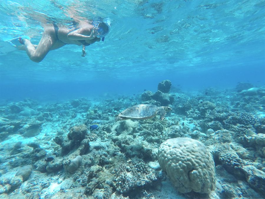 Gaafaru snorkeling with turtles Gaafaru snorkeling with turtles