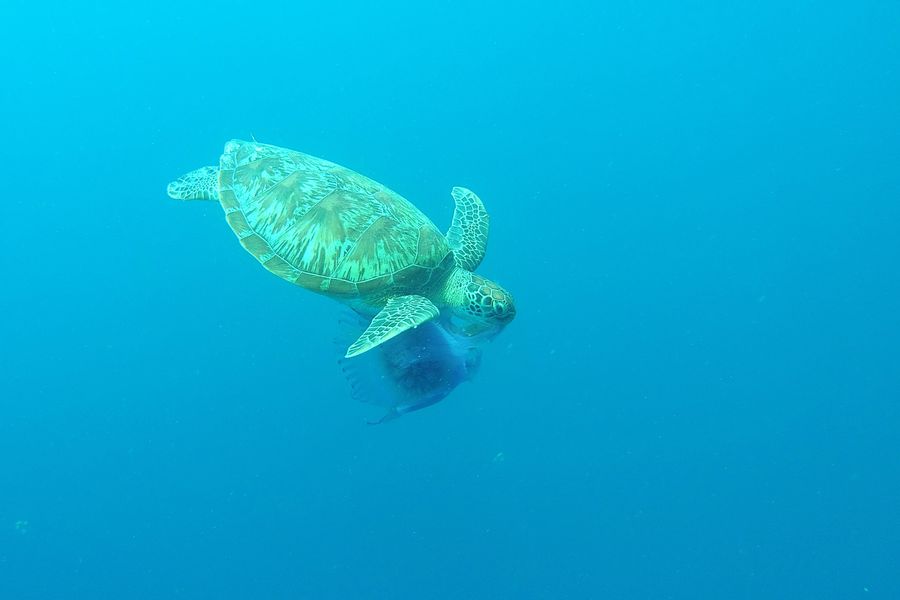 turtle eating a jellyfish