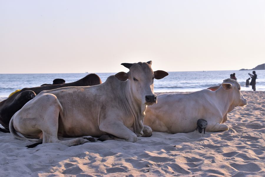 many cows at the Palolem beach