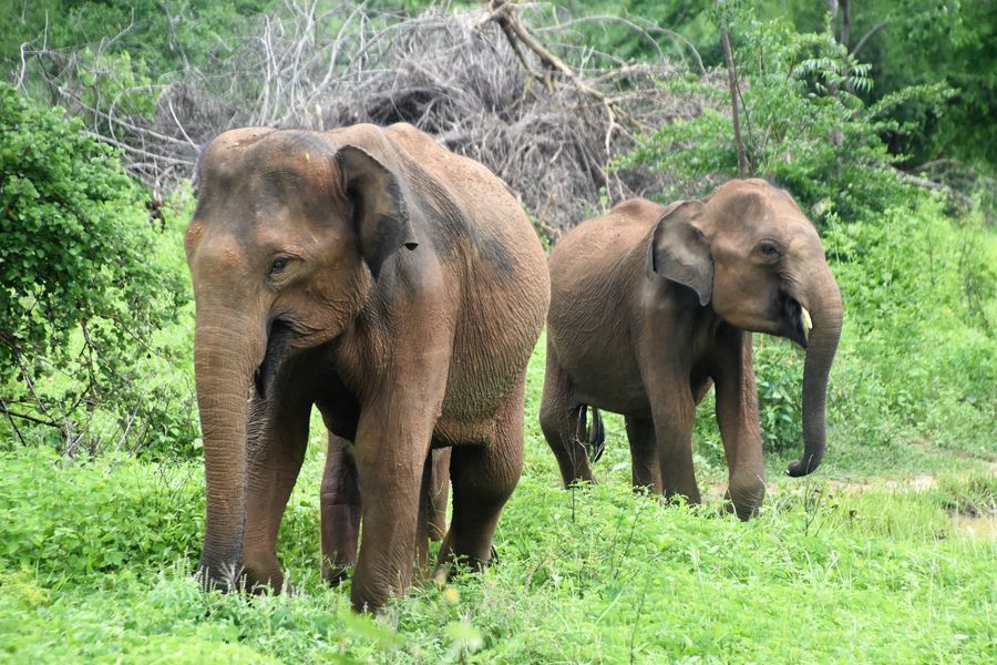 elephants Udawalawe Sri Lanka