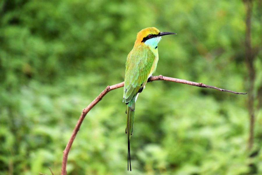 little green bee-eater