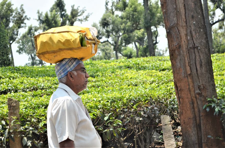 a local man carrying something on his head in Munnar