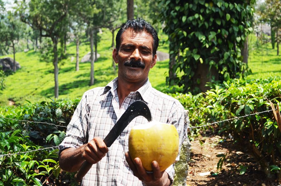 a Munnar local cutting a coconut for me