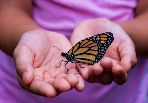 Monarch Butterfly