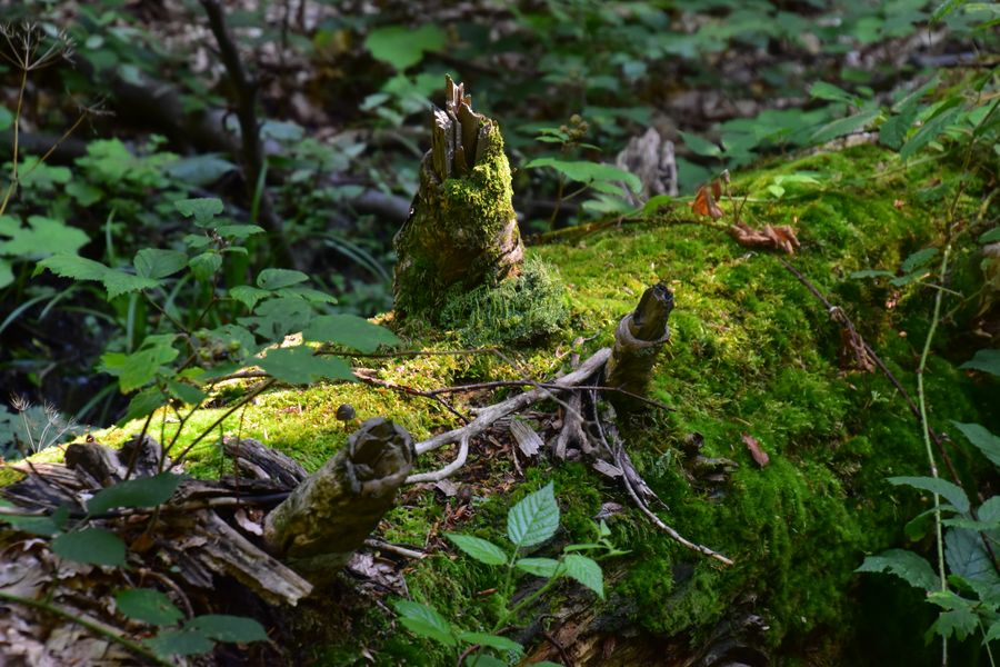 primeval forest Stuzica in Poloniny Slovakia (24)