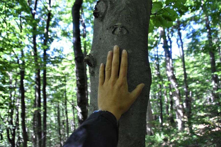 primeval forest Stuzica in Poloniny Slovakia (1)