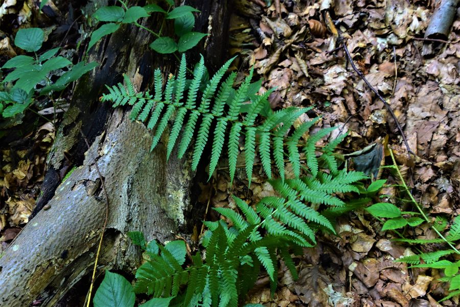 primeval forest Stuzica in Poloniny Slovakia