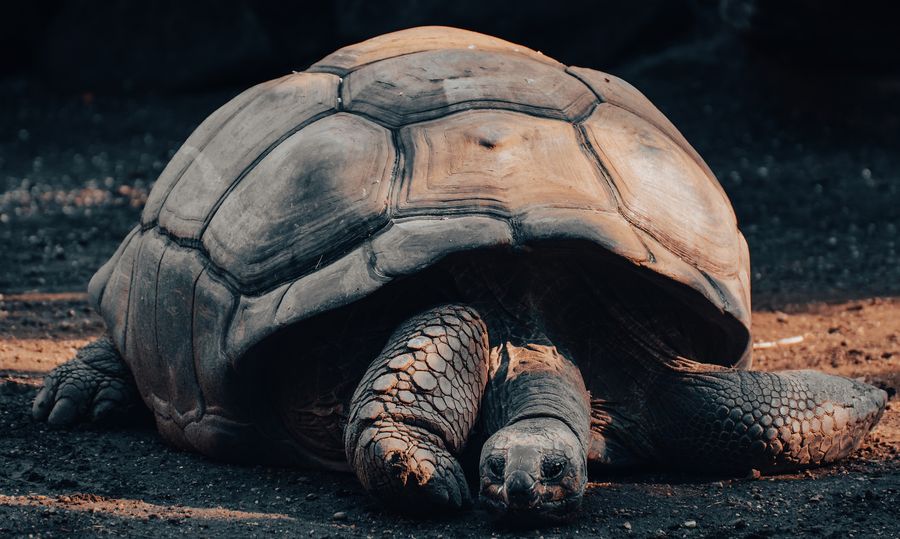 Galapagos giant tortoise animal inspired adventure