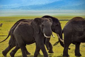 elephant wildlife safari Africa