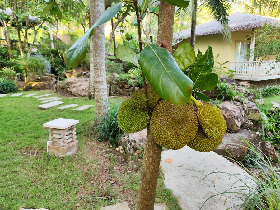Lahana Resort Phu Quoc fruit trees