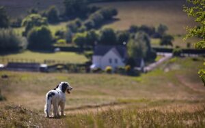 European Escapes for Active Travellers - puppy in countryside (1)