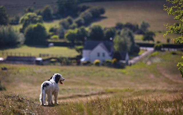 European Escapes for Active Travellers - puppy in countryside (1)