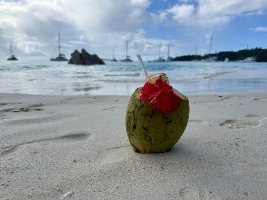a youg coconut on beach Anse Lazio Praslin Seychelles