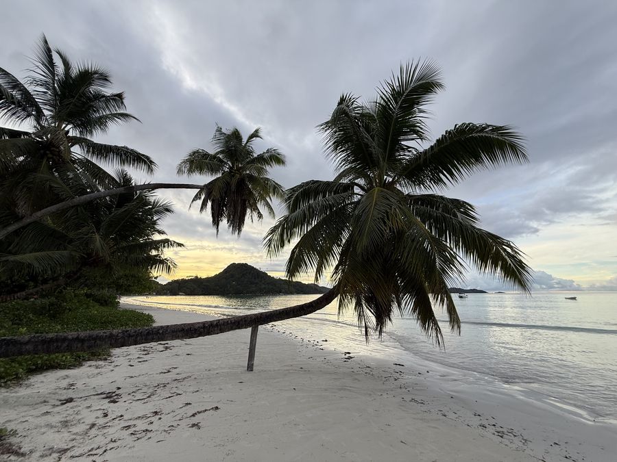 beach Cote D'Or Praslin Seychelles - horizontal palm tree
