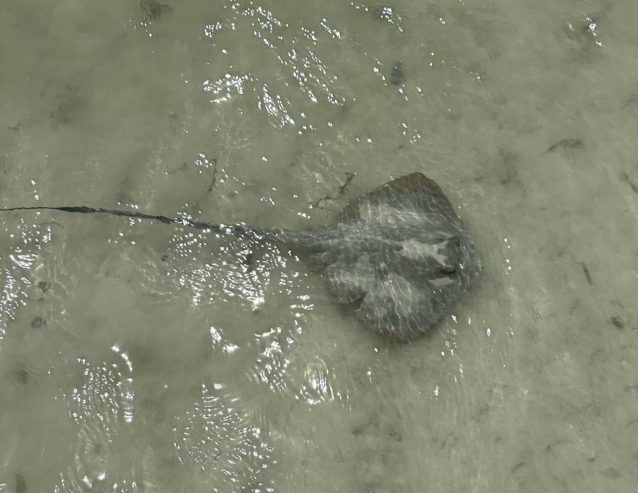 beach Cote D'Or Praslin Seychelles stingrays