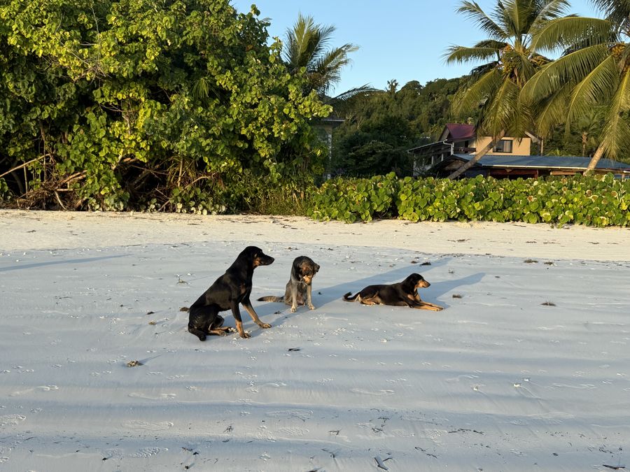 dogs on beach Cote D'Or Praslin Seychelles