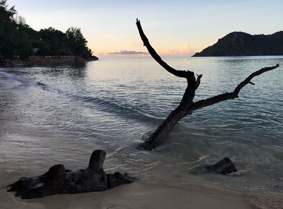 tree trunks on beach Anse Boudin Praslin Seychelles